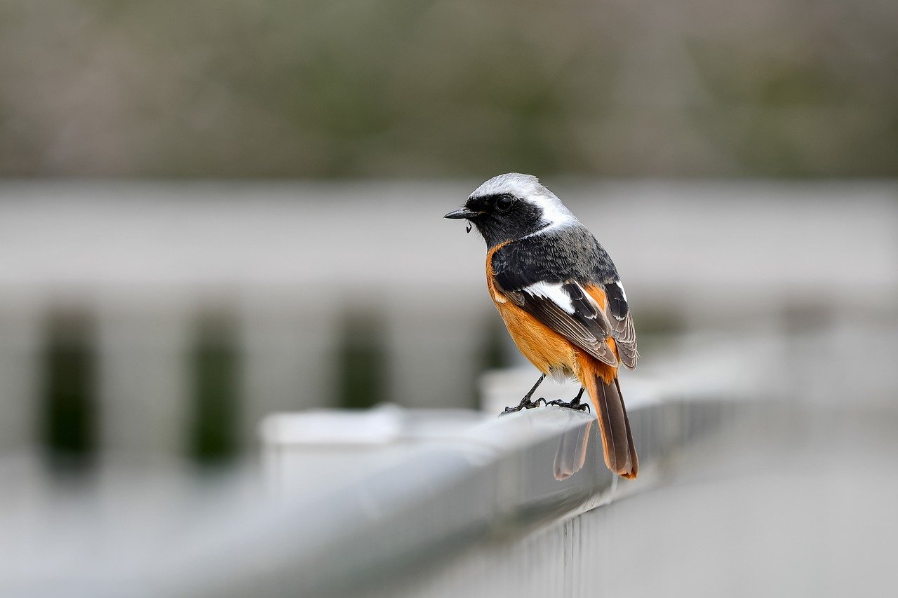 The Best Bird Watching Spots in Acadia National Park